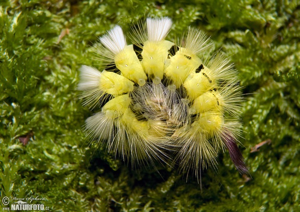 Pale Tussock Moth (Calliteara pudibunda)