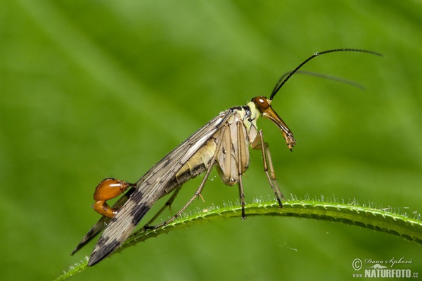 Panorpe ou Mouche scorpion