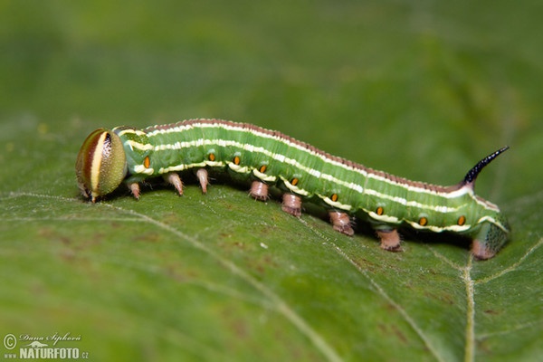 Pine Hawkmoth (Sphinx pinastri)