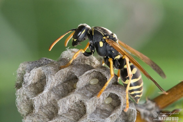 Polistes gallicus