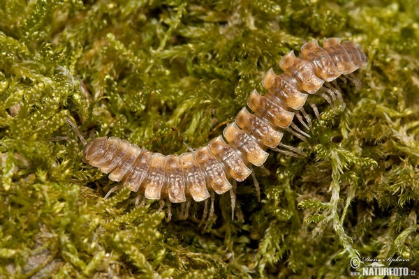 Polydesmus complanatus (Polydesmus complanatus)