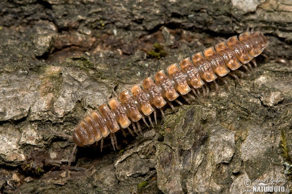 Polydesmus complanatus (Polydesmus complanatus)