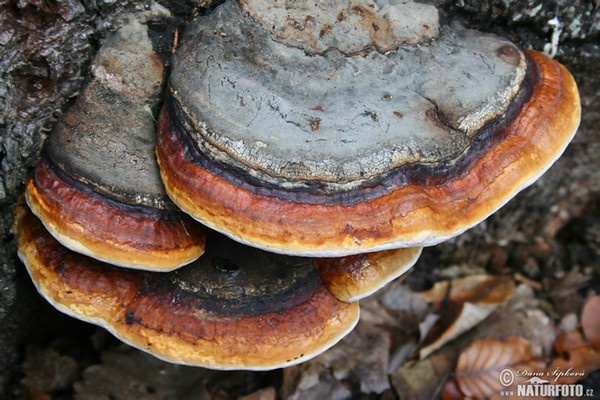 Red Banded Polypore Mushroom (Fomitopsis pinicola)