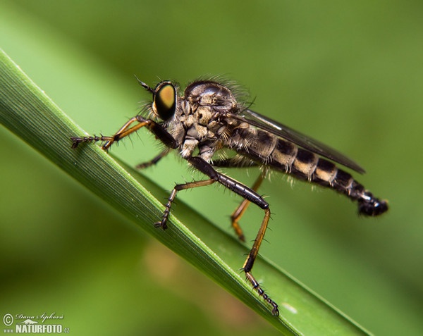 Robber Fly (Diptera)