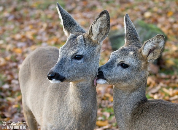 Roe Deer (Capreolus capreolus)