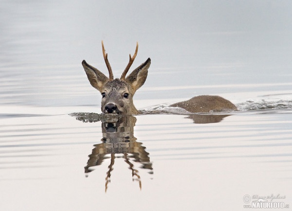 Roe Deer (Capreolus capreolus)