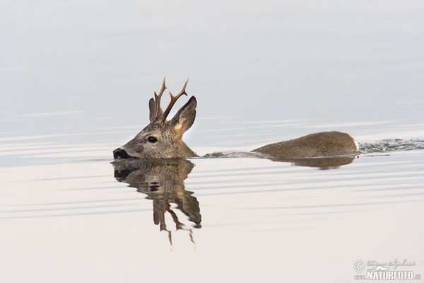 Roe Deer (Capreolus capreolus)