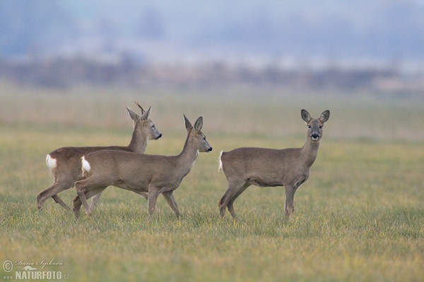 Roe Deer (Capreolus capreolus)