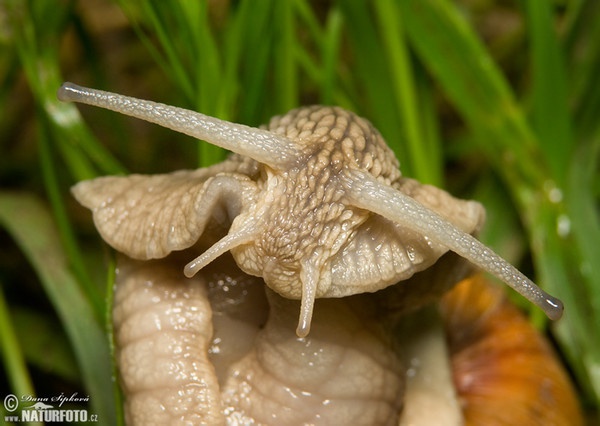 Roman Snail (Helix pomatia)