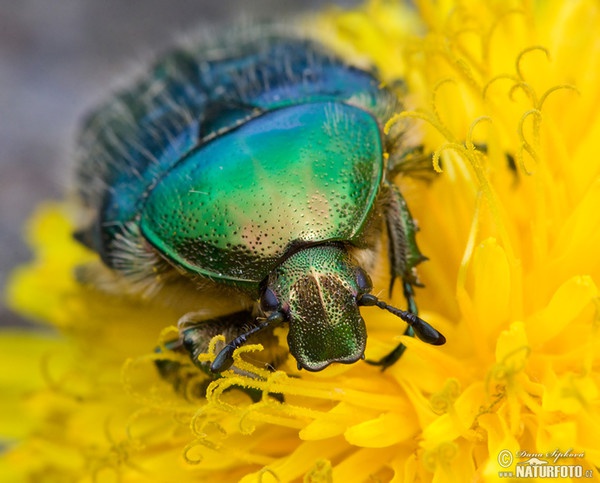 Rose Chafer (Cetonia aurata)