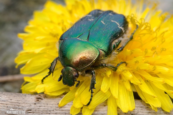 Rose Chafer (Cetonia aurata)