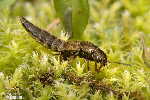 Rove Beetle (Ontholestes sp.)