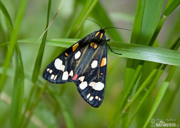 Scarlet Tiger (Callimorpha dominula)