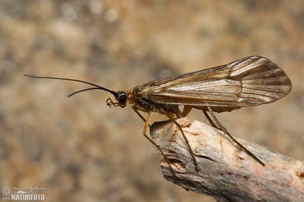 Sedgefly (Chaetopteryx sp.)