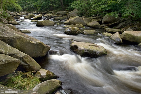 Selva de Bohemia