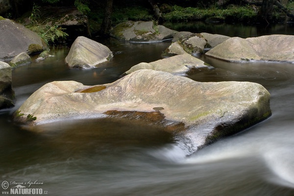 Selva de Bohemia