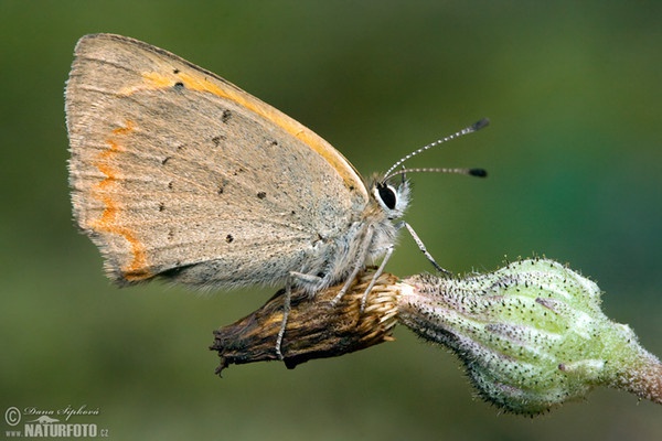 Small Cooper (Lycaena phlaeas)