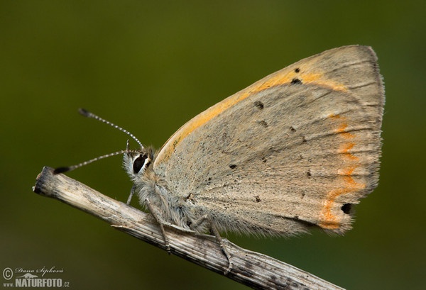 Small Cooper (Lycaena phlaeas)