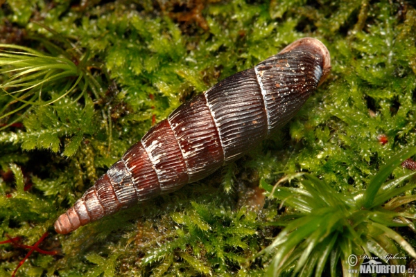 Snail (Macrogastra plicatula)