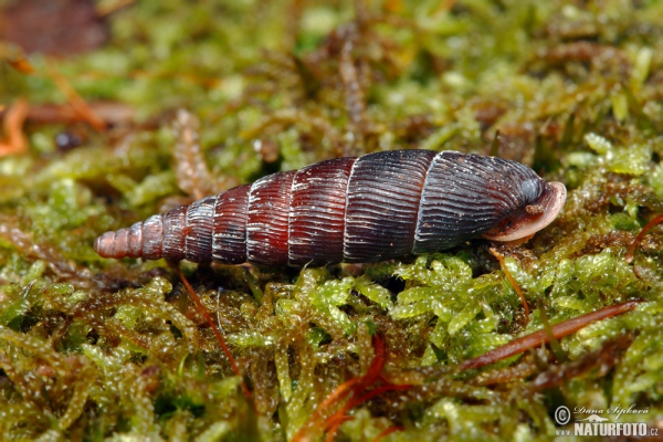 Snail (Macrogastra plicatula)