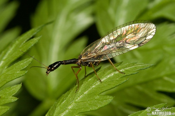 Snakefly (Raphidia sp.)