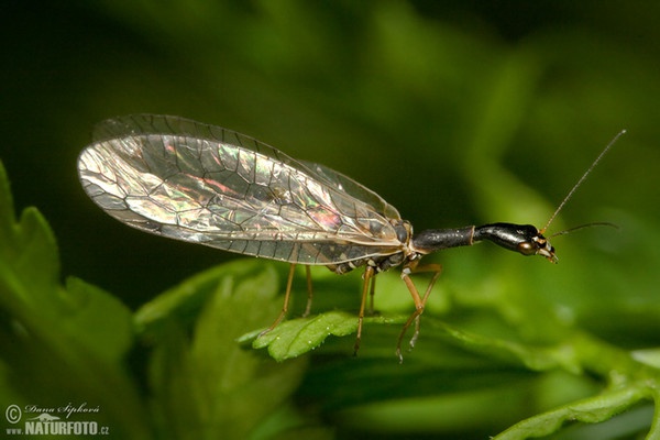 Snakefly (Raphidia sp.)