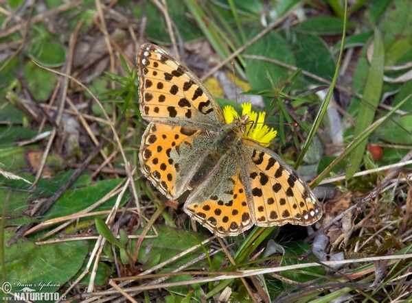 Storplettet perlemorsommerfugl