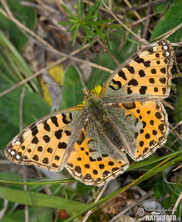 Storplettet perlemorsommerfugl