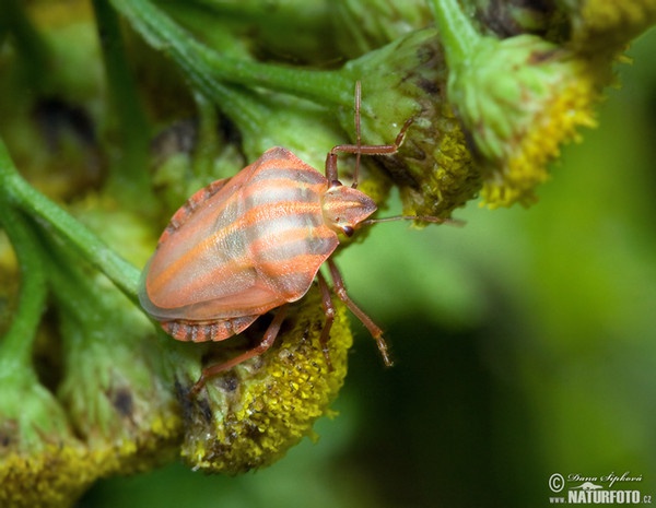 Striped bug (Graphosoma lineatum)