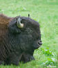 Amerikansk bison