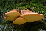 Beefsteak Fungus