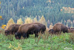 Bison bison