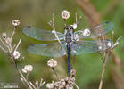 Black Meadowhawk