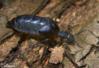 Black Oil Beetle