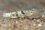 Blue-winged Grasshopper