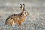 Brown Hare