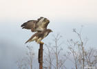 Buzzard