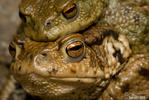 Common Toad