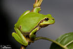 Common Tree Frog