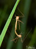 Cranefly