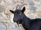 Domestic Goat