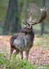 Fallow deer