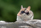 Garden Dormouse