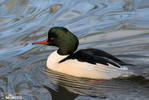 Goosander