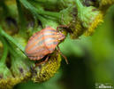 Graphosoma italicum