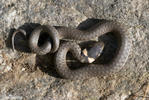 Grass Snake - young