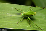 Grasshopper