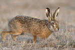 Lepus europaeus