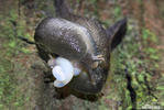 Limax cinereoniger