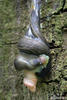 Limax cinereoniger